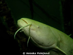 Catfish albino by Veronika Matějková 